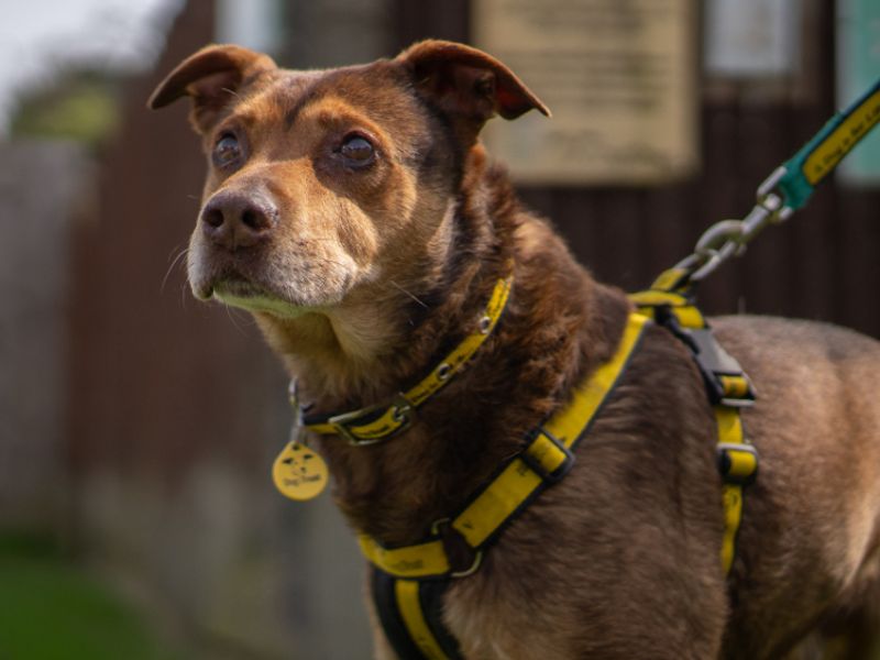 Oliver | Belgian Shepherd Dog (Groenendael) Cross | Kenilworth (West Midlands) - 1