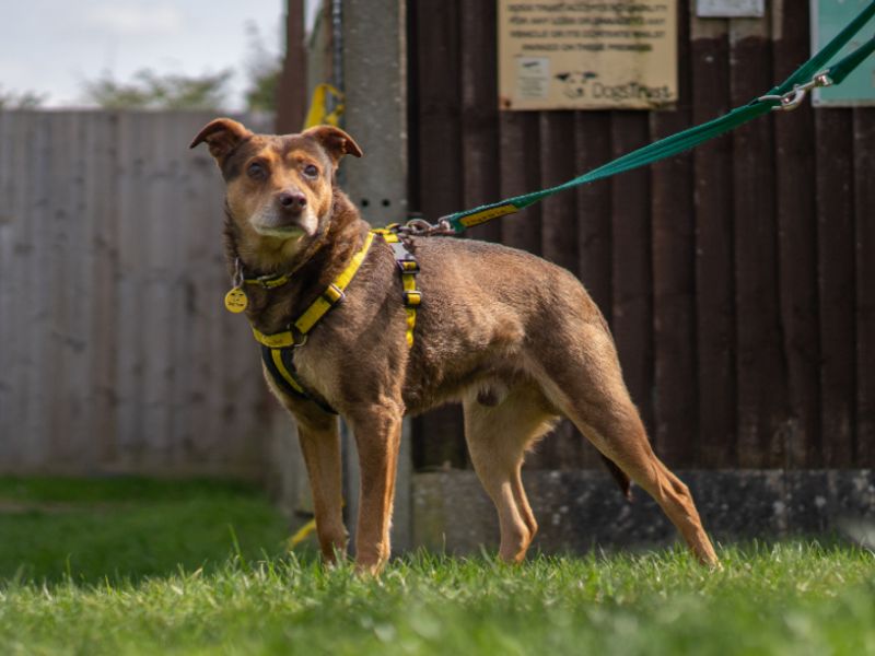 undefined | Belgian Shepherd Dog (Groenendael) Cross | undefined - 2