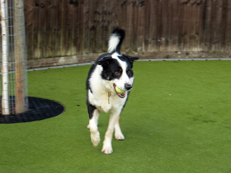 Sneaker - Image 8 of 8