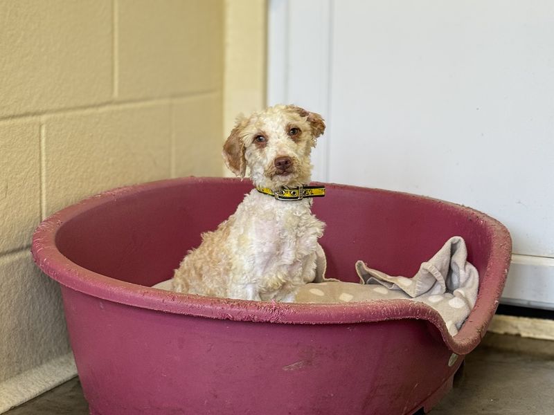 Beryl, a 2 years old female Unknown available for adoption from Dogs Trust in Basildon, Essex