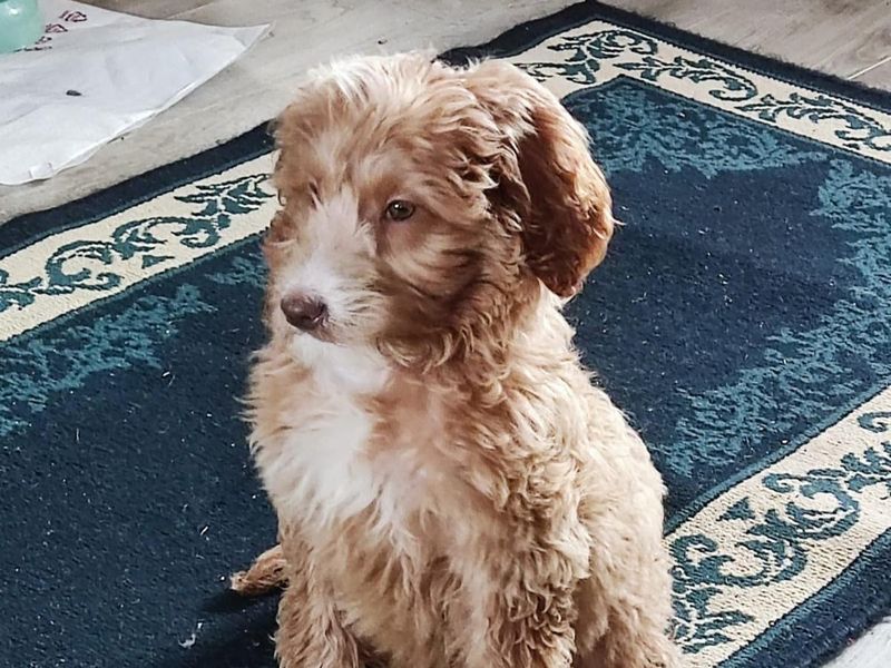 Lisa, a 2 years old female Unknown available for adoption from Dogs Trust in Basildon, Essex