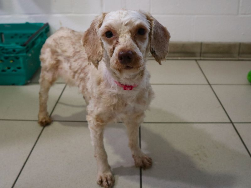 Poodle for adoption in Uxbridge, London – 2 years old