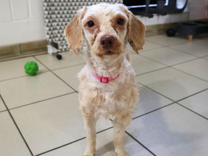Miranda | Poodle (Standard) Cross | Harefield West London - 1