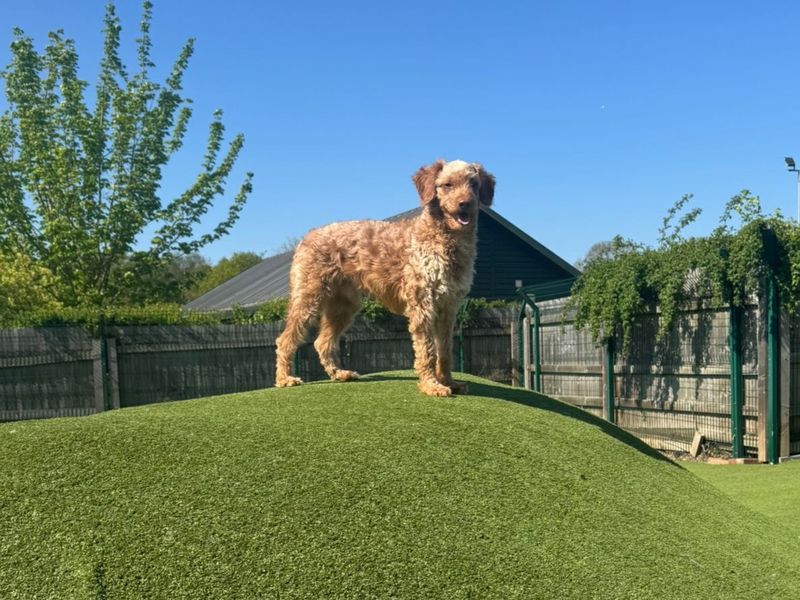 Bob Marley | Poodle (Miniature) Cross | Harefield West London - 1