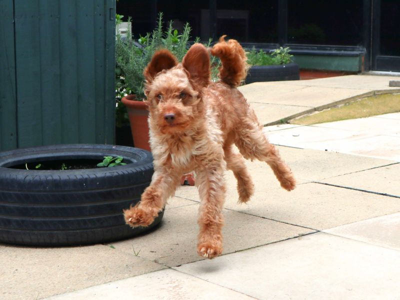 undefined | Poodle (Miniature) Cross | undefined - 4