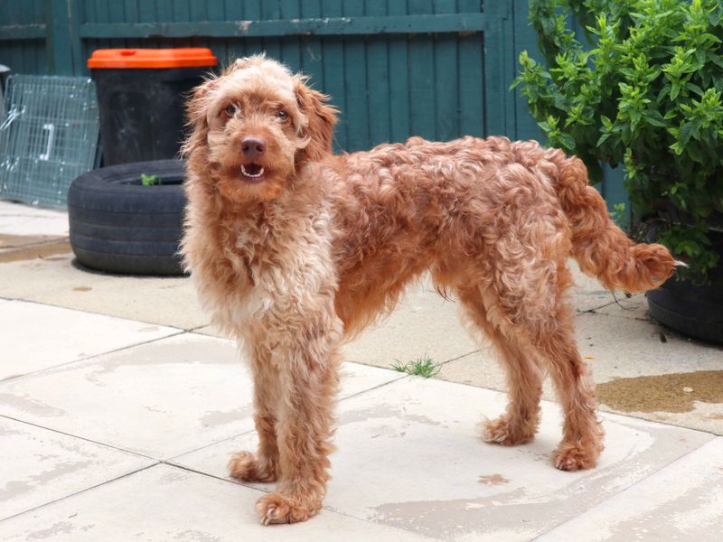 undefined | Poodle (Miniature) Cross | undefined - 2