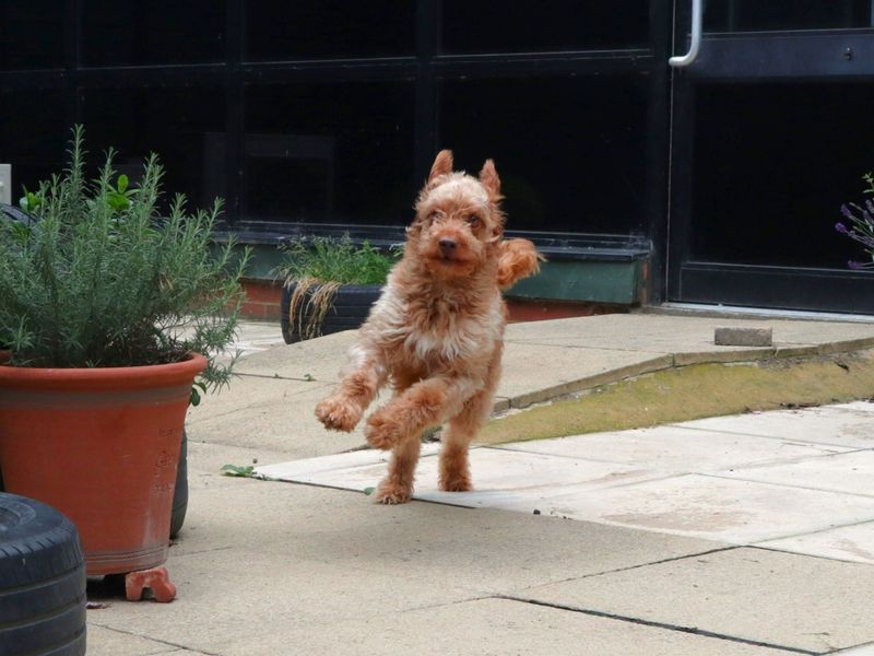 undefined | Poodle (Miniature) Cross | undefined - 3