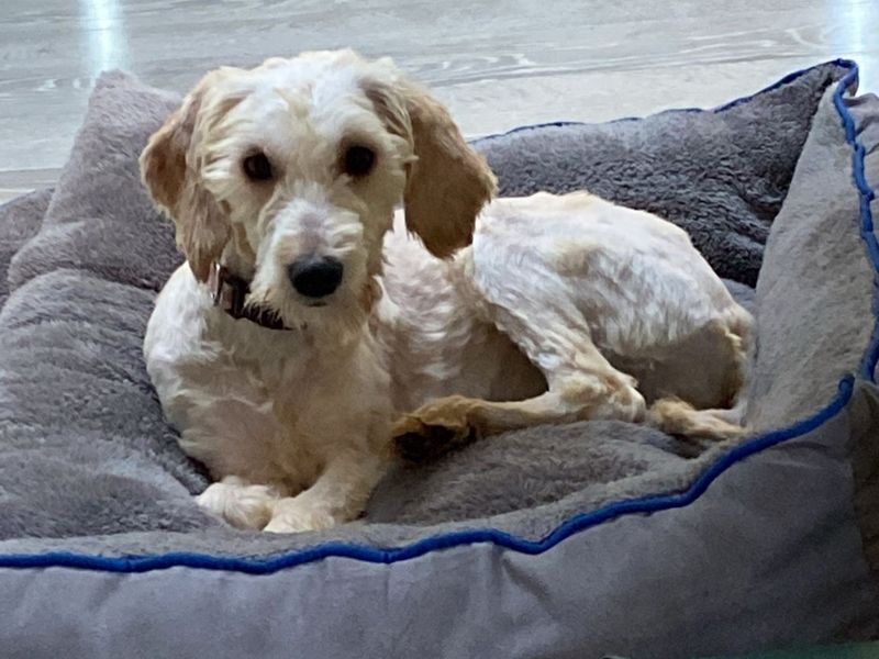 Poodle Dogs And Puppies For Adoption