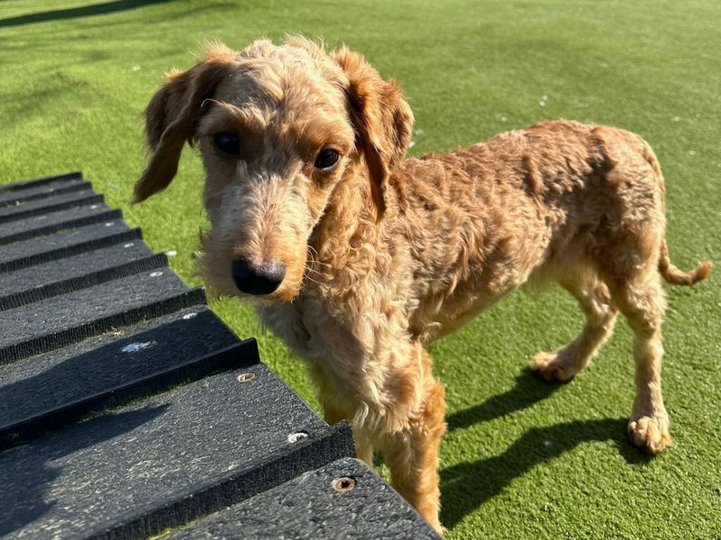 Lime | Poodle (Standard) Cross | Harefield West London - 1