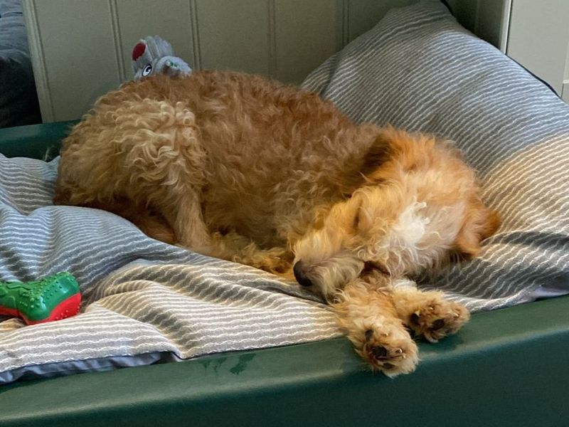 Peaches | Poodle (Standard) Cross | Harefield West London - 1