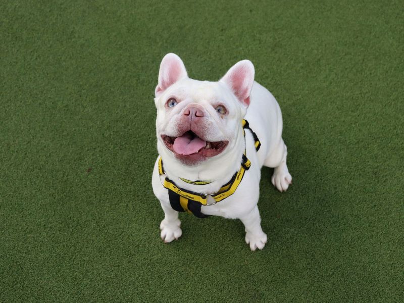 French Bulldog Dogs And Puppies For Adoption