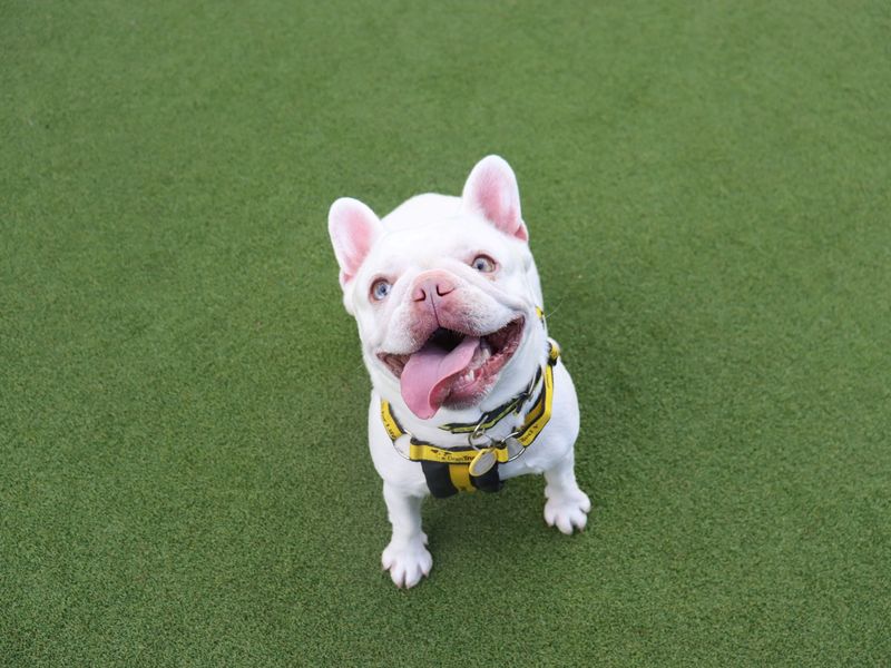 Peggy - Image 3 of 4