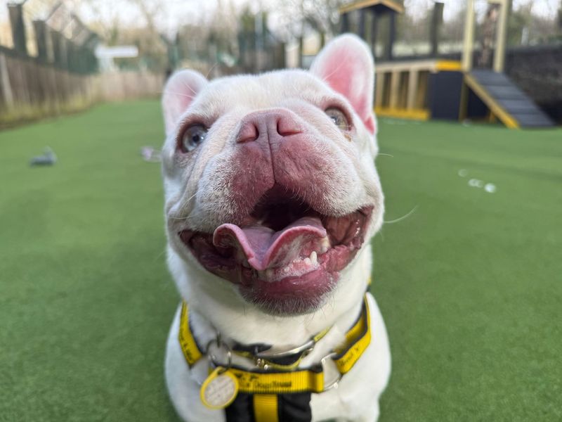 Peggy - Image 4 of 4