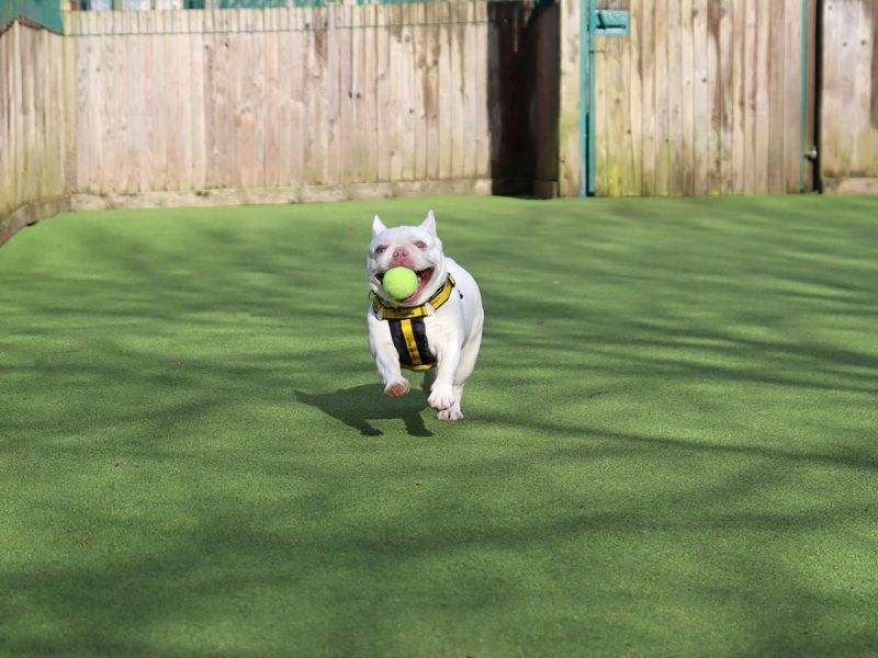 Peggy - Image 2 of 4