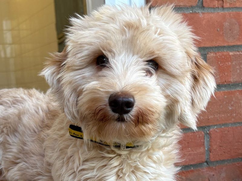 undefined | Poodle (Standard) Cross | undefined - 6