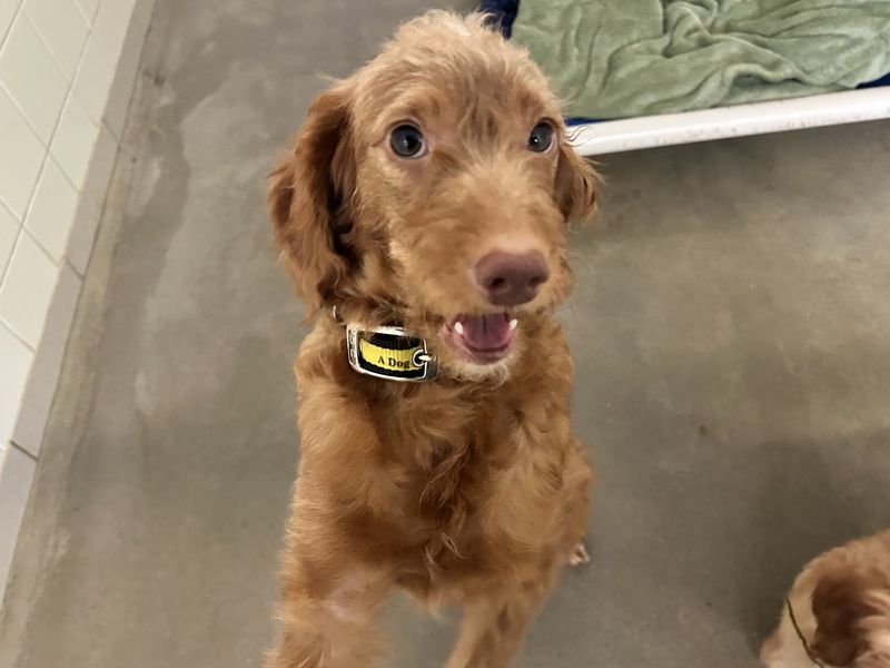 Cocker Spaniel for adoption in Snetterton, Norfolk – 2 years old