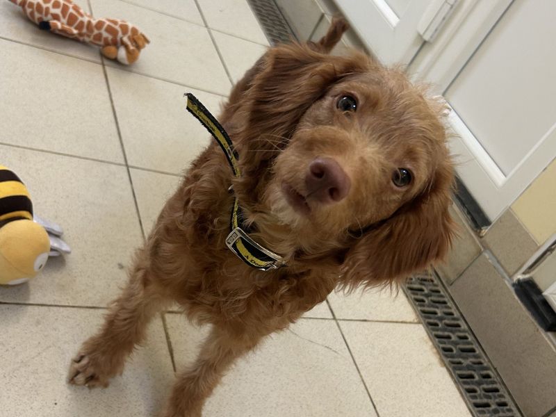 Piper - Image 2 of 2