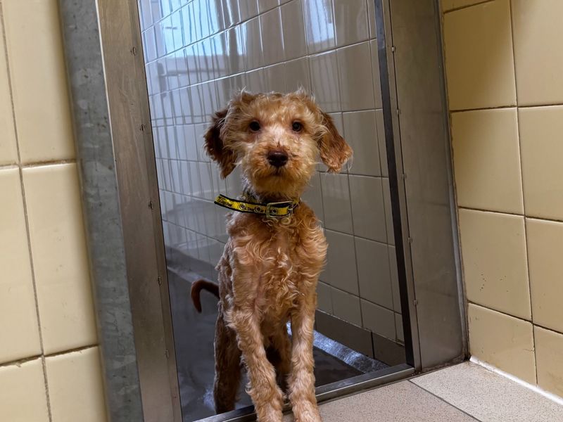 Edward - Image 3 of 3