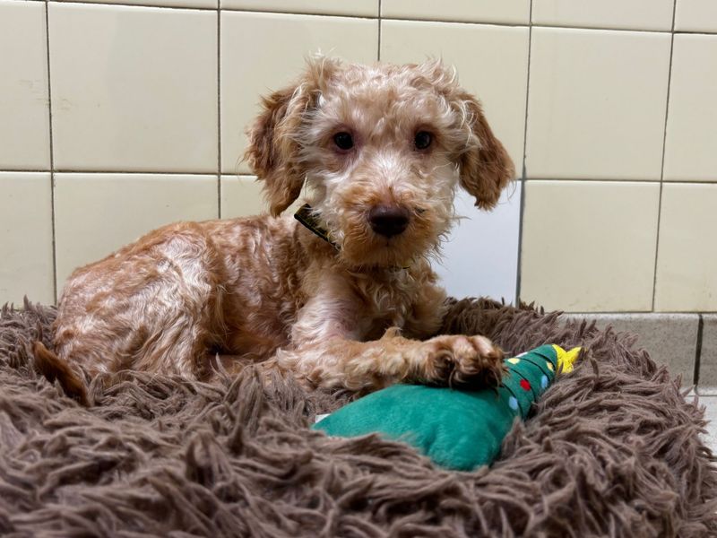 Edward - Image 2 of 3