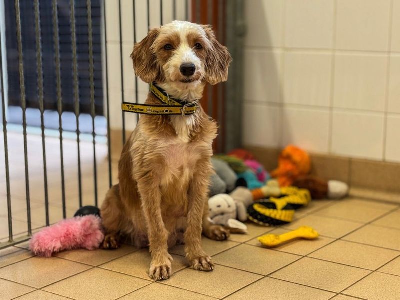 Poodle Dogs And Puppies For Adoption