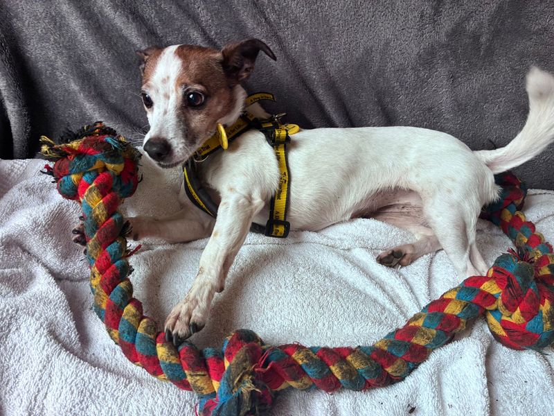 Rosie - Image 3 of 4