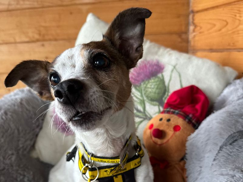 Rosie - Image 2 of 4