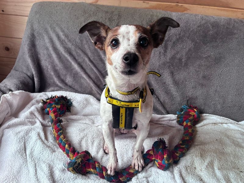 Rosie, a 8 years old female Jack Russell Terrier available for adoption from Dogs Trust in Scotland