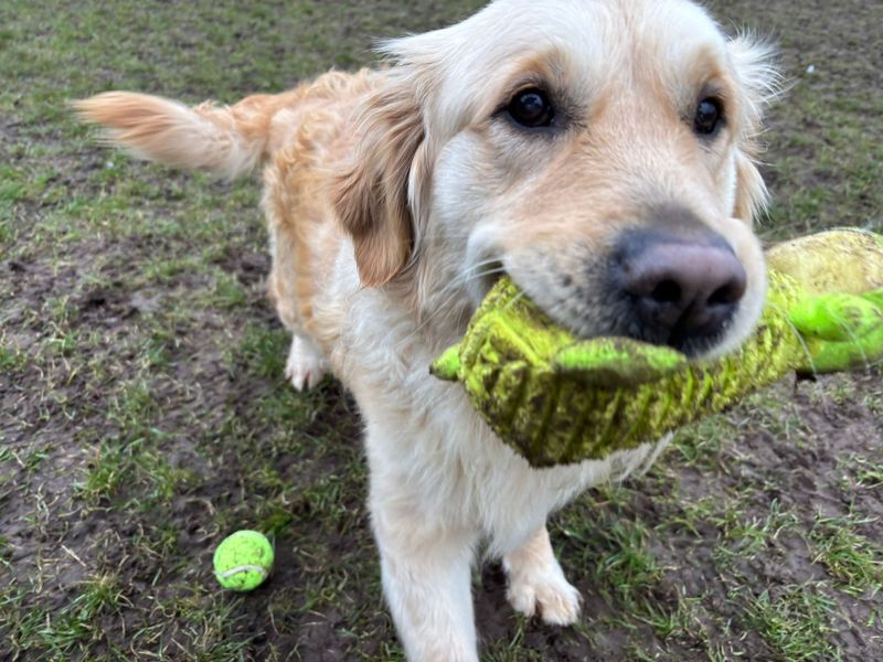 Ella | Retriever (Golden) | West Calder (Edinburgh) - 1