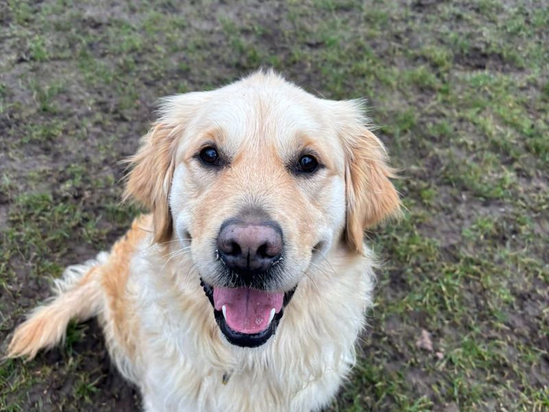Ella, a 6 years old female Unknown available for adoption from Dogs Trust in West Calder, Scotland