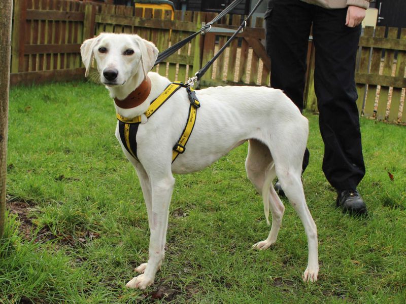 Petal, a 2 years old female Lurcher available for adoption from Dogs Trust in Newbury, Berkshire