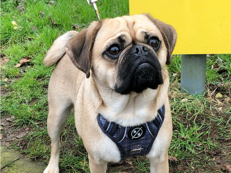Pug Dogs And Puppies For Adoption