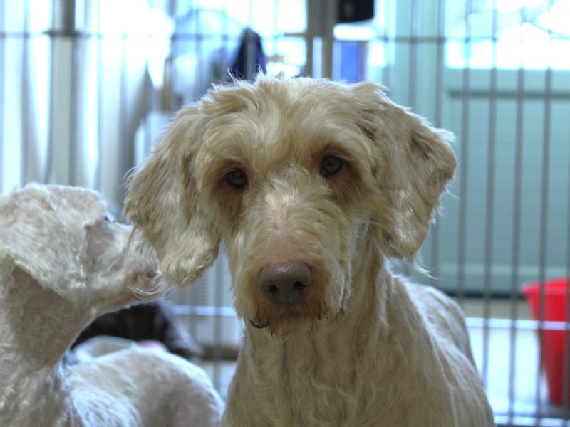 Belle, a 2 years old female Poodle available for adoption from Dogs Trust in Newbury, Berkshire