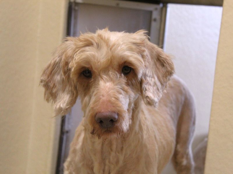 Belle - Image 3 of 3