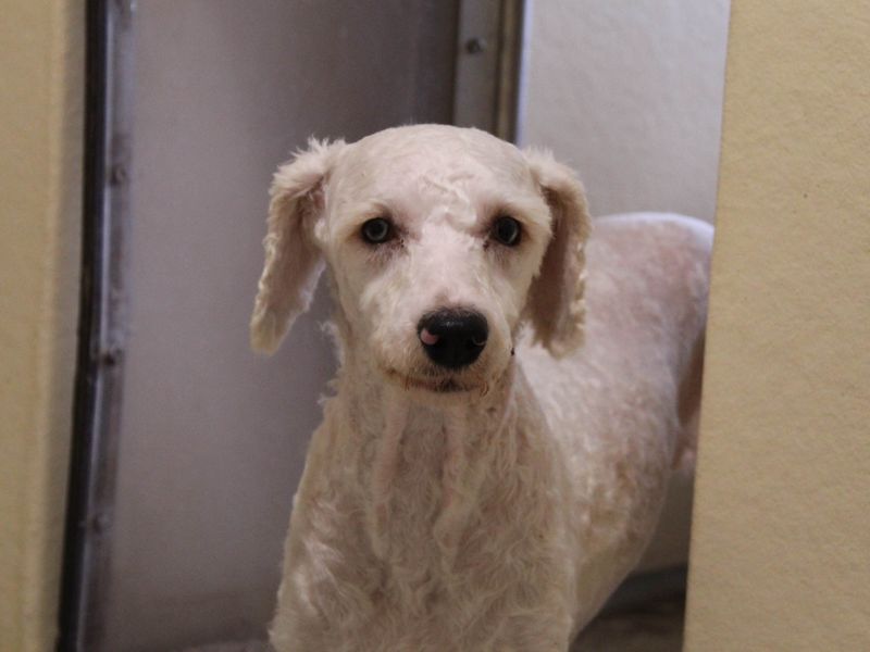 Elsa | Poodle (Miniature) Cross | Newbury (Berkshire) - 1