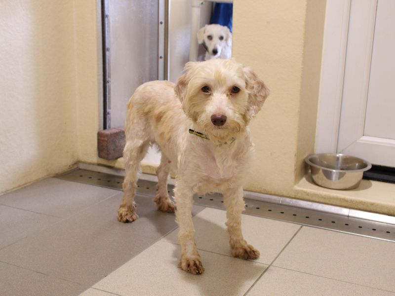 Anna, a 2 years old female Poodle available for adoption from Dogs Trust in Newbury, Berkshire