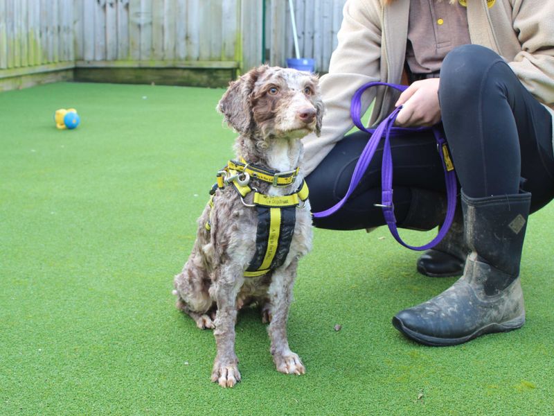 Bambi - Image 2 of 6