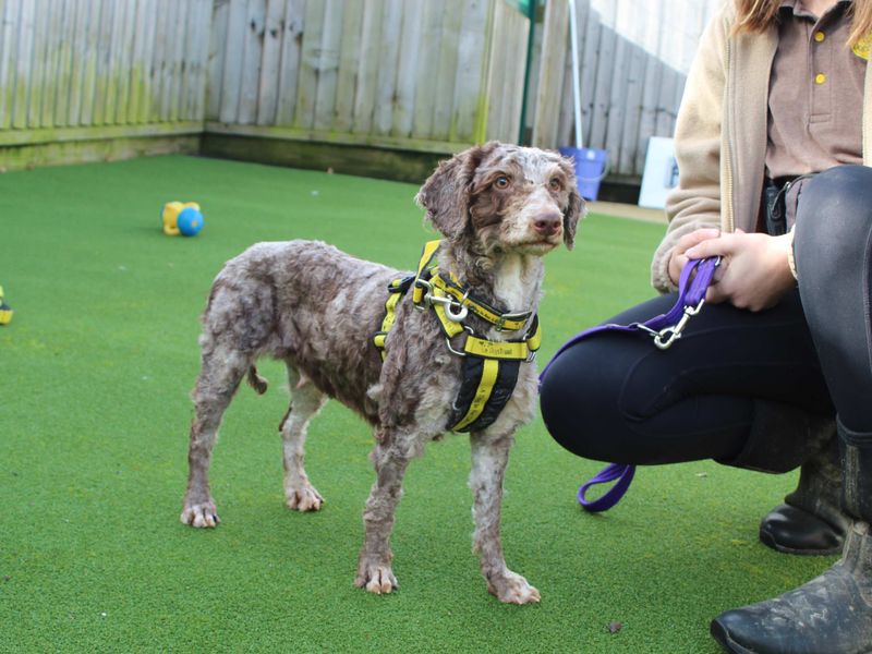 Poodle for adoption in Newbury, Berks – 1 year old