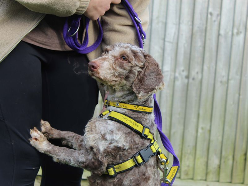 Bambi - Image 3 of 6