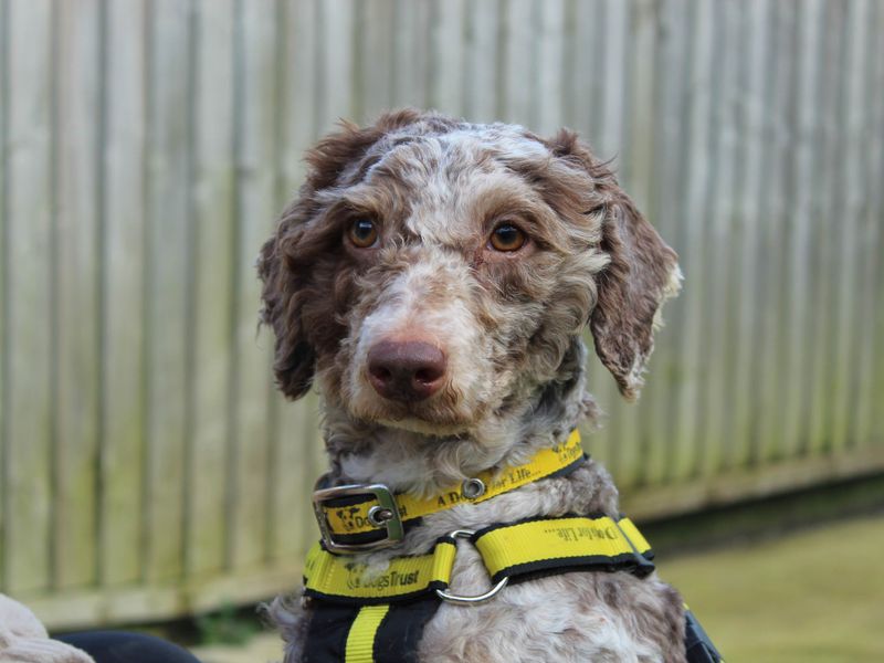 Bambi - Image 5 of 6