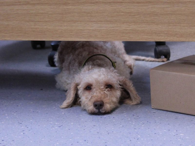 Poodle for adoption in Newbury, Berks – 1 year old