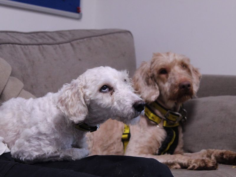 Poodle for adoption in Newbury, Berks – 1 year old