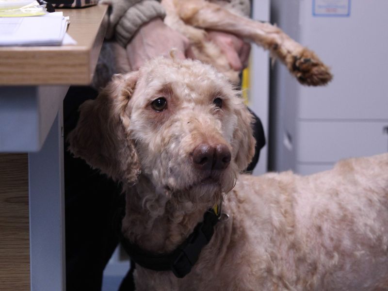 Bagheera - Image 2 of 5