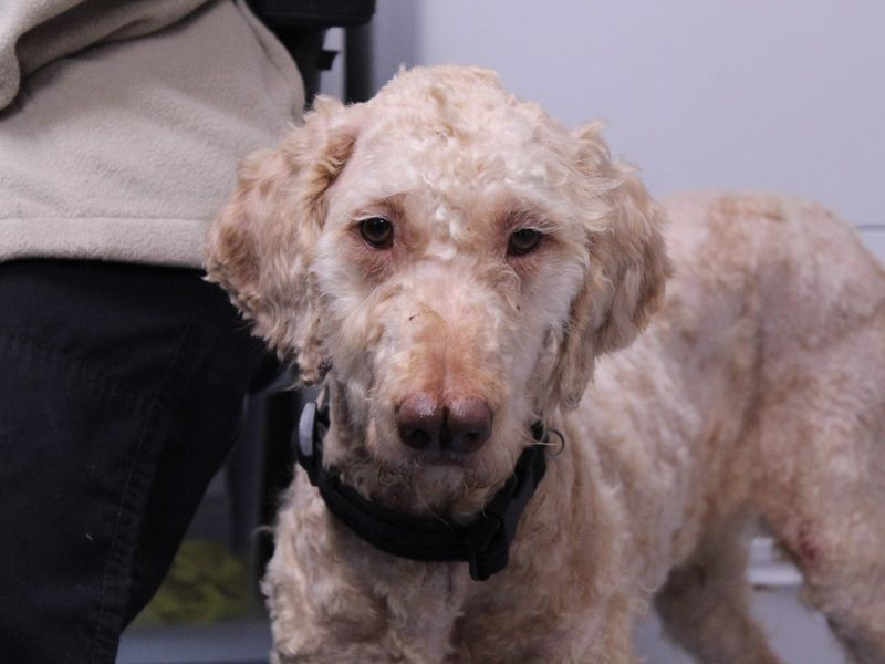 Bagheera - Image 4 of 5