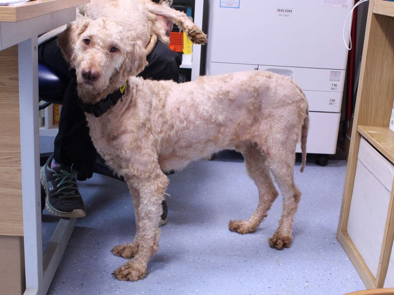 Bagheera, a 2 years old male Poodle available for adoption from Dogs Trust in Newbury, Berkshire
