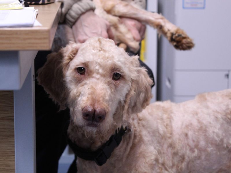 Bagheera - Image 5 of 5