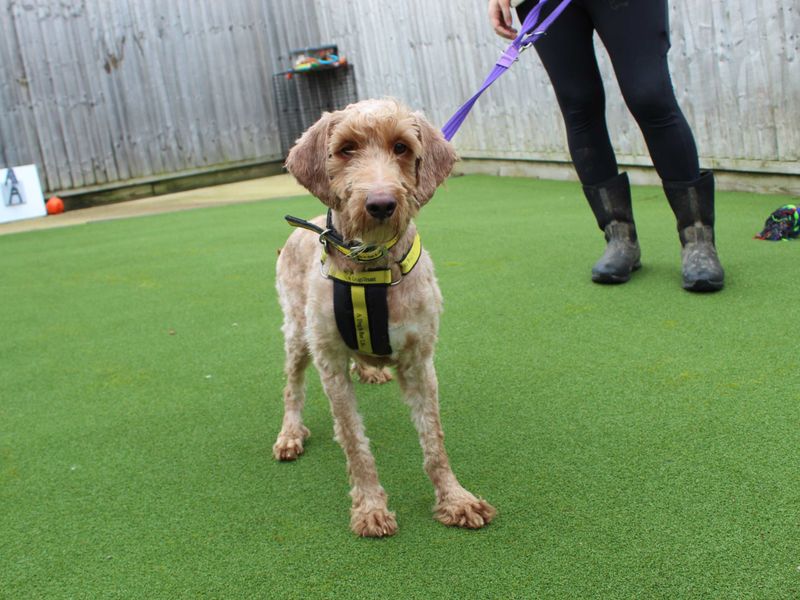 Cocker Spaniel for adoption in Newbury, Berkshire – 1 year old - Image 4 of 6