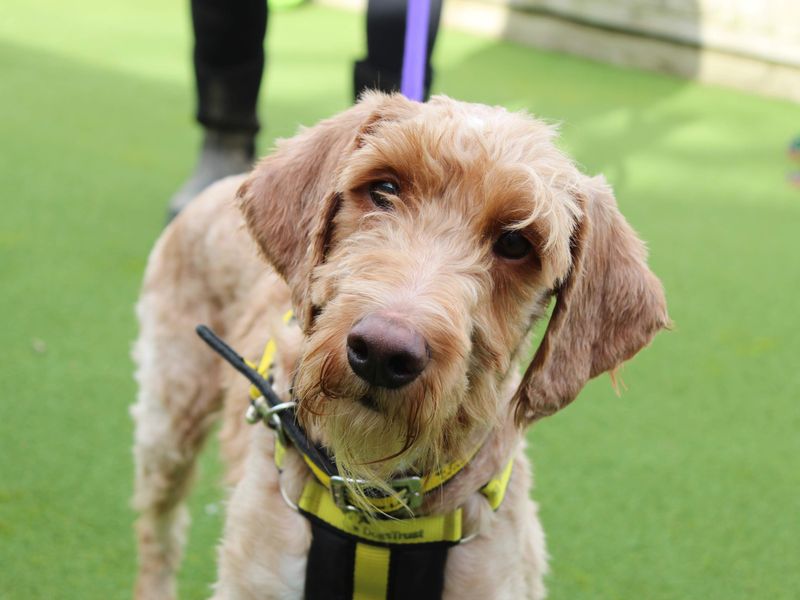 Cocker Spaniel for adoption in Newbury, Berkshire – 1 year old - Image 6 of 6