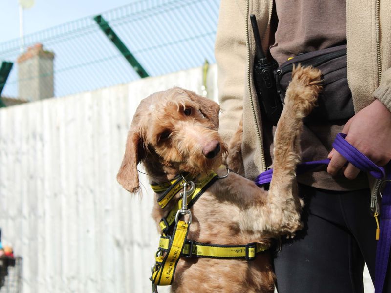 Cocker Spaniel for adoption in Newbury, Berkshire – 1 year old - Image 2 of 6