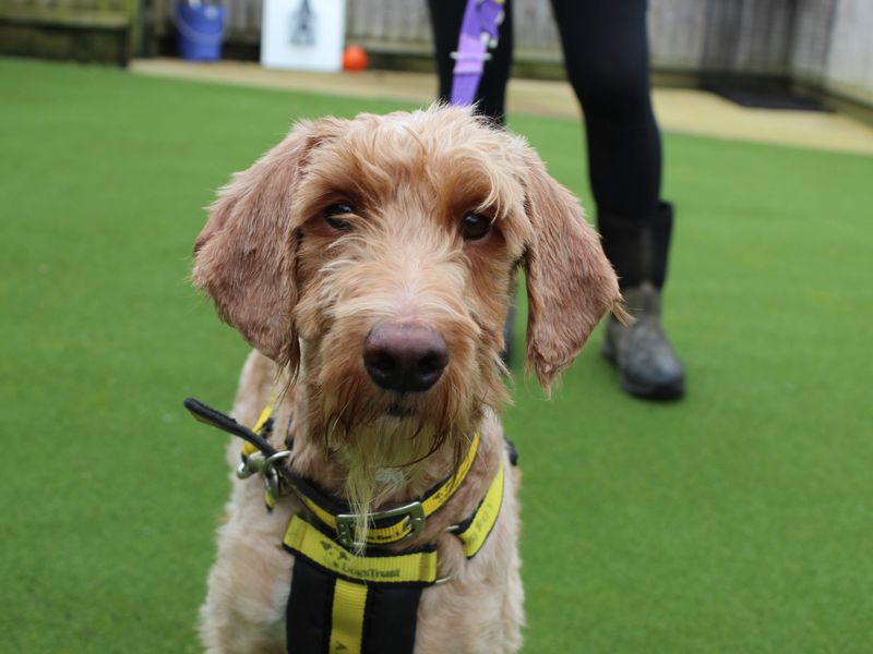Baloo | Poodle (Standard) Cross | Newbury (Berkshire) - 1
