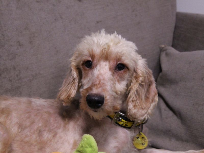 Poodle for adoption in Newbury, Berks – 1 year old